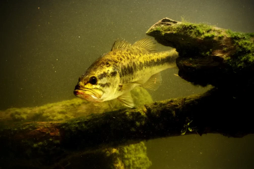 A large mouth bass hanging around lake structure.